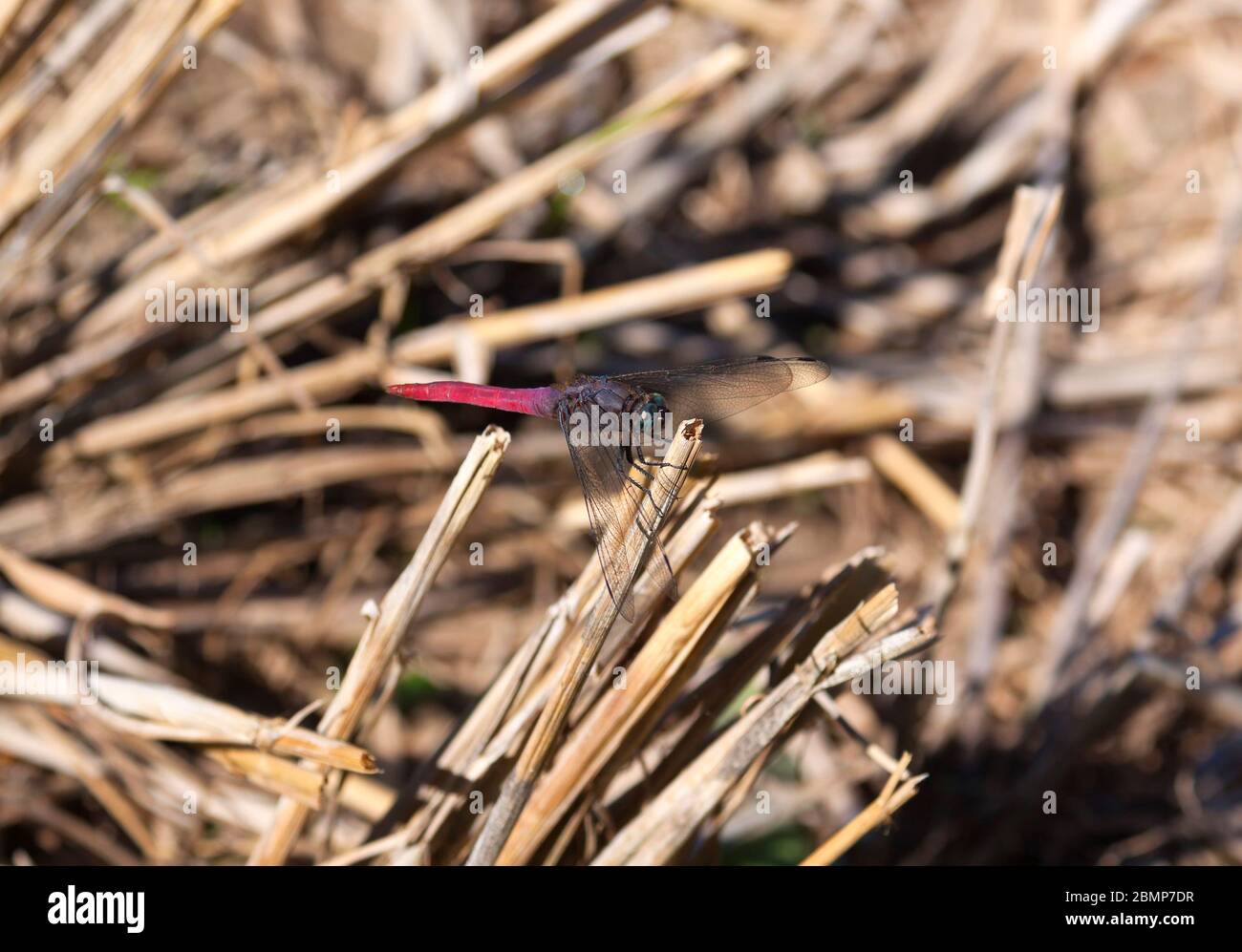 Trithemis annulata, the violet dropwing, violet-marked darter, purple-blushed darter or plum-coloured dropwing, is a species of dragonfly Stock Photo