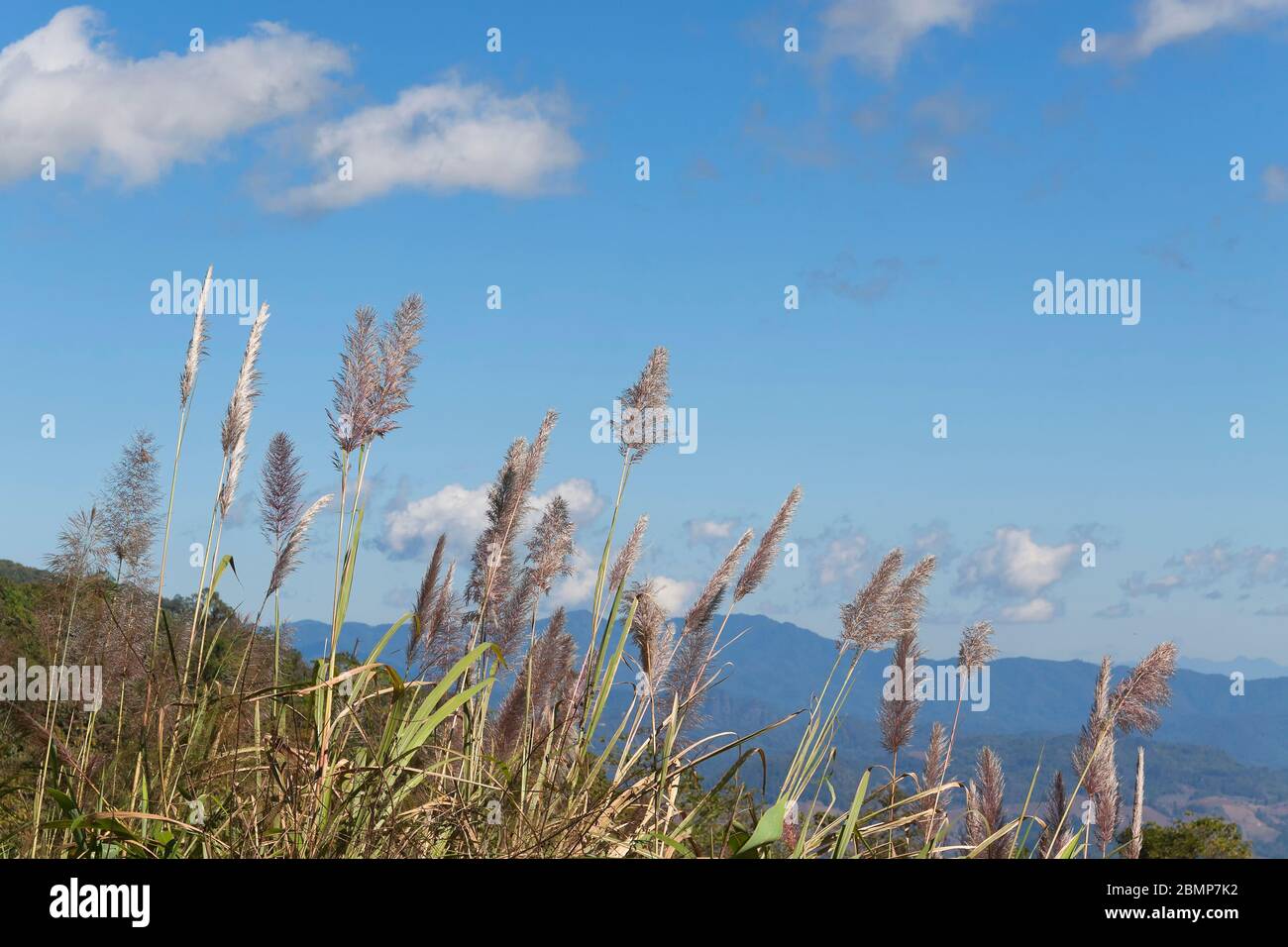 Cortaderia selloana, commonly known as pampas grass Stock Photo