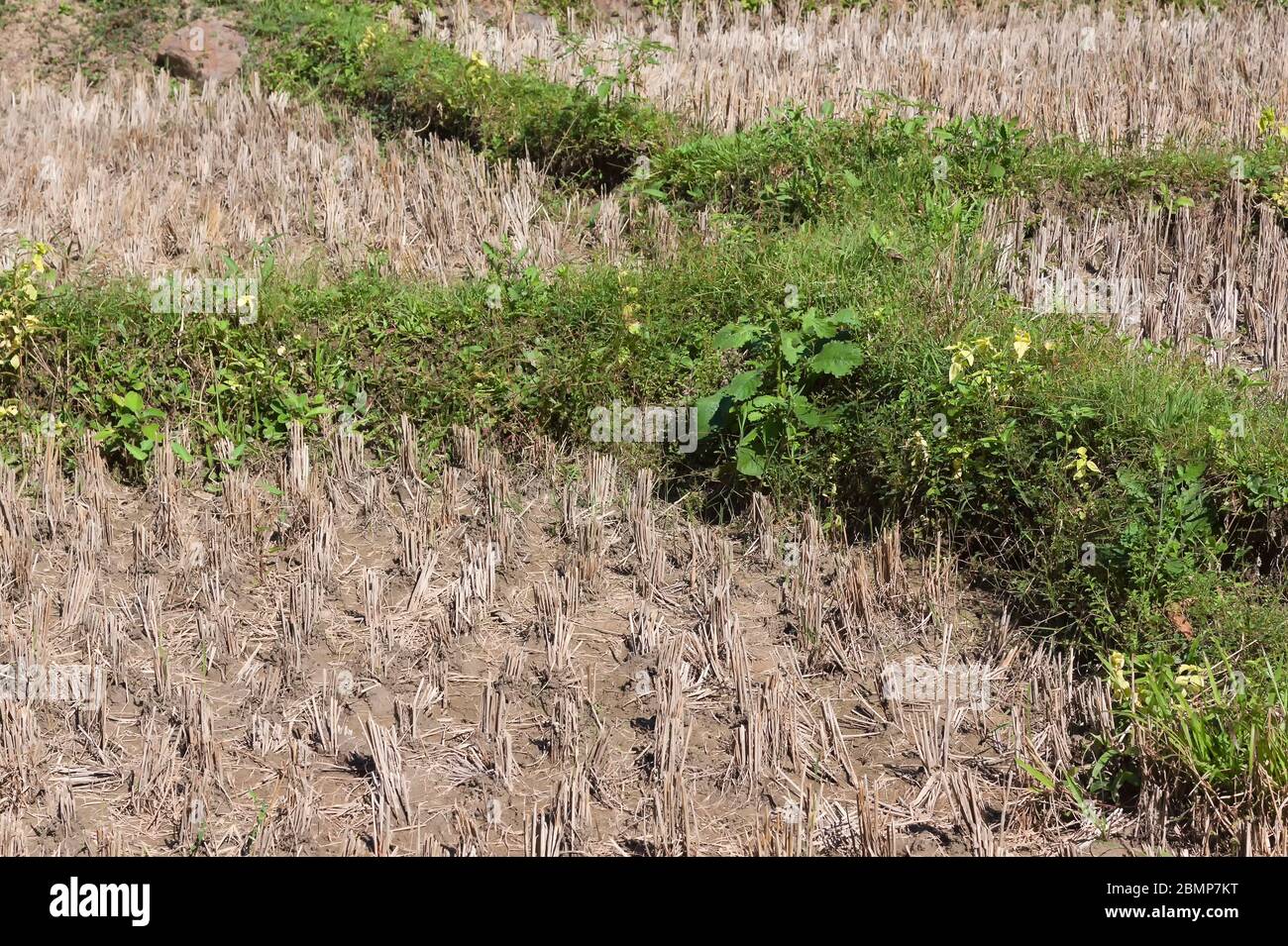 Northern Thailand And Food High Resolution Stock Photography and Images ...