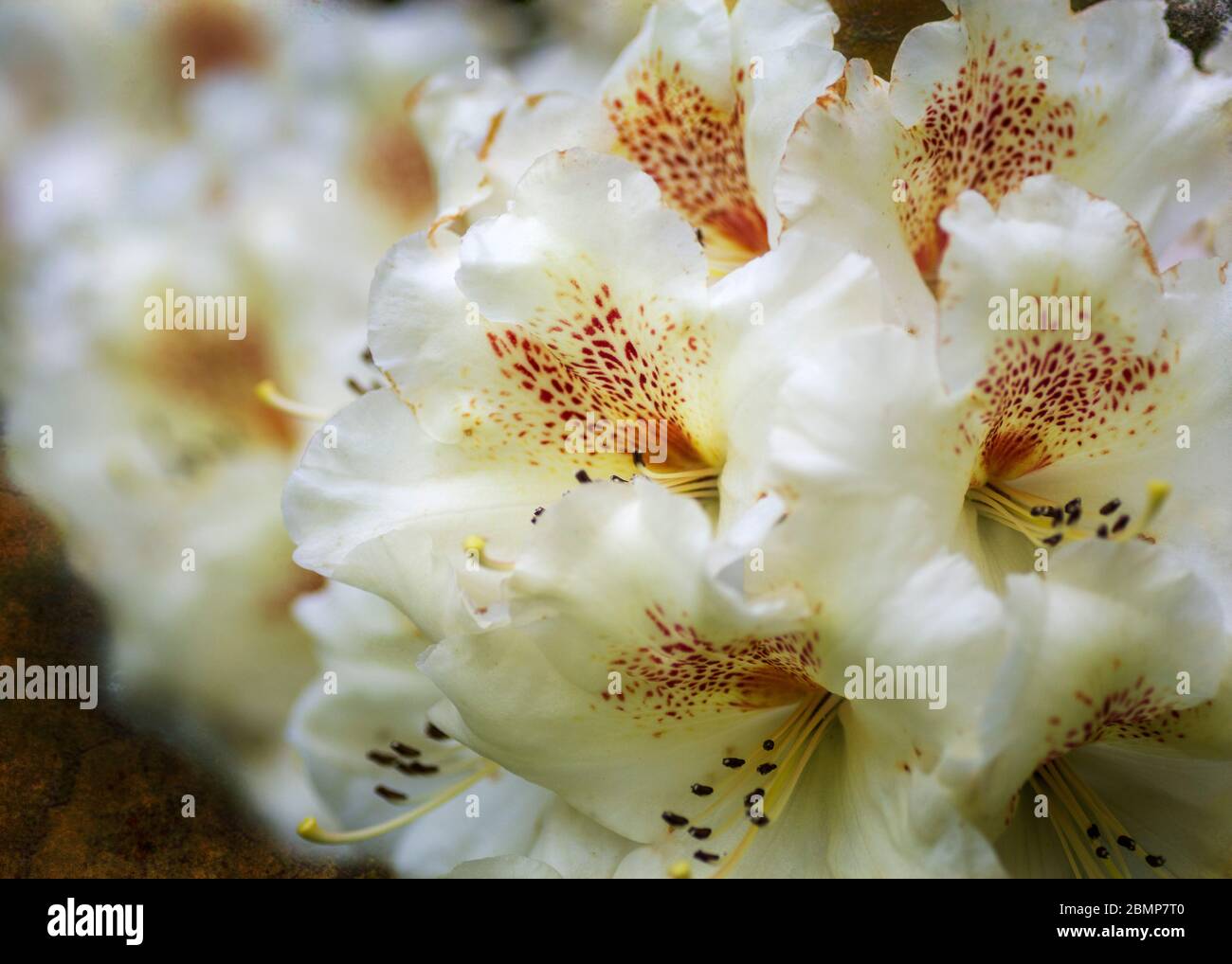 Rhododendron Maharani with large creamy white blossoms in full flower in late spring Stock Photo