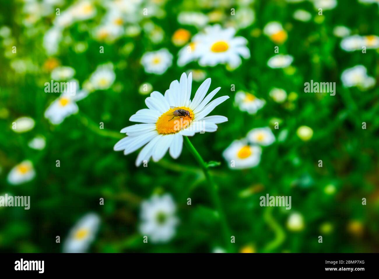 One daisy flower with a fly on it and very blurred other daisies and greenery in the background, Sa Pa, Vietnam Stock Photo
