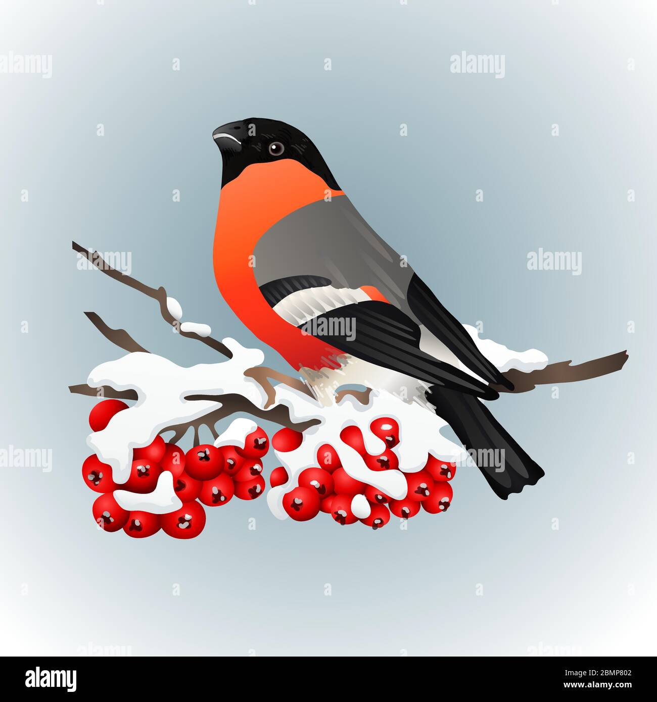Bullfinch sitting on snow covered branch of mountain ash. Winter nature. Vector illustration Stock Vector