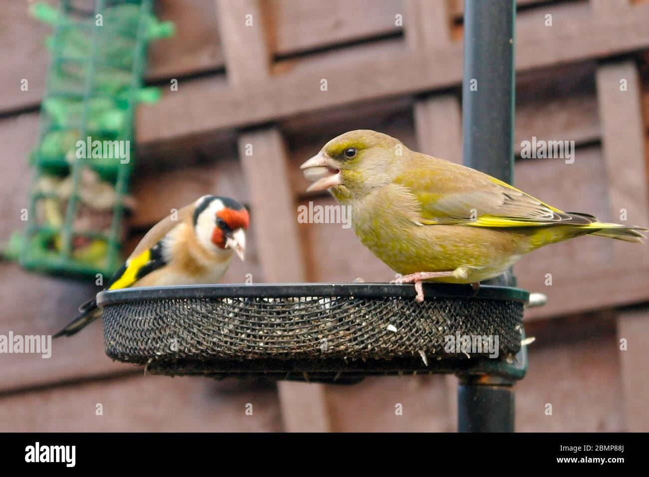 A greenfich and a goldfinch munching on sunflower hearts at the bird feeder. Stock Photo