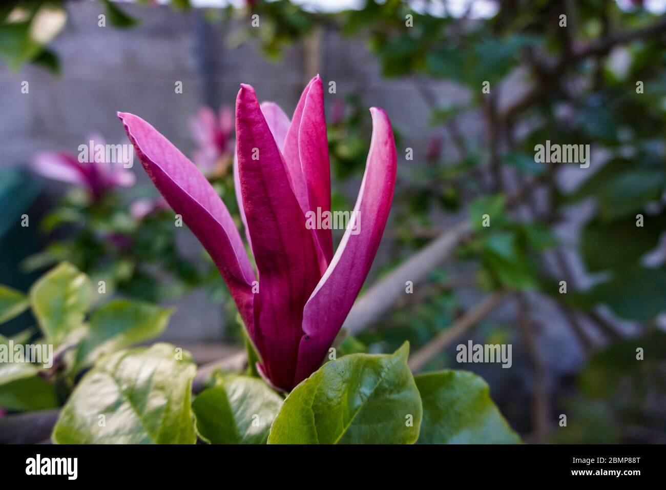 The striking purple flower of Magnolia Liliflora Nigra, a slow growing shrub that grows into a small tree Stock Photo