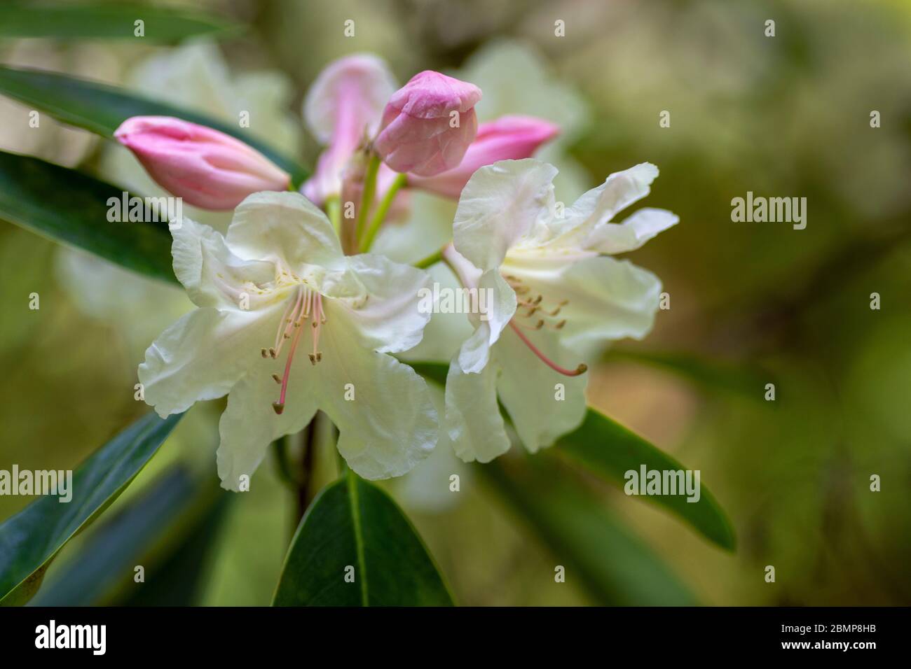 The Rhododendron, Goldfort with cream coloured flowers and the buds are pink before they unfurl Stock Photo
