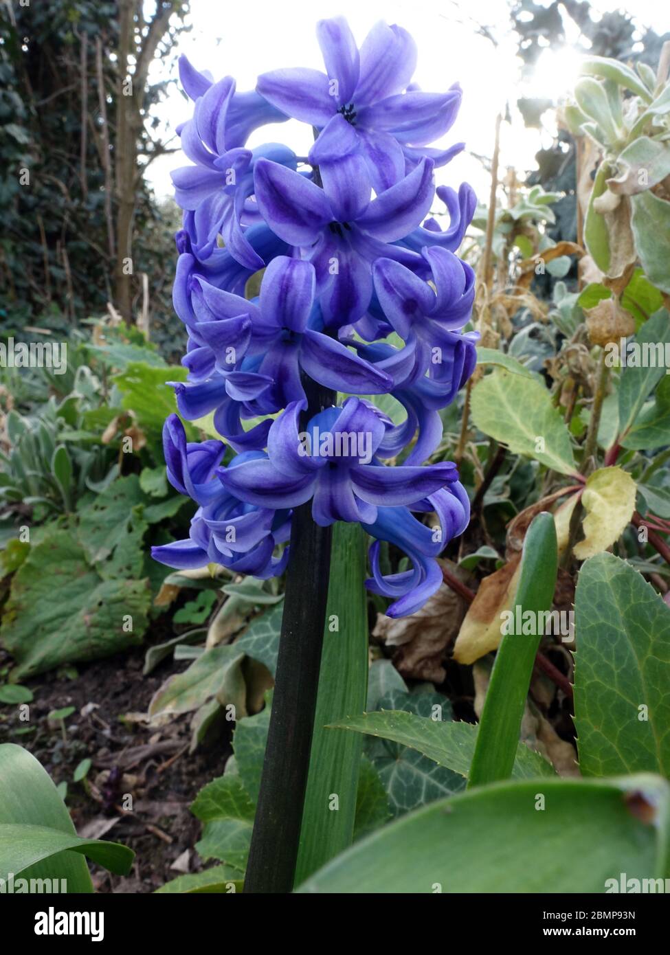 Blaue zierpflanze hires stock photography and images Alamy