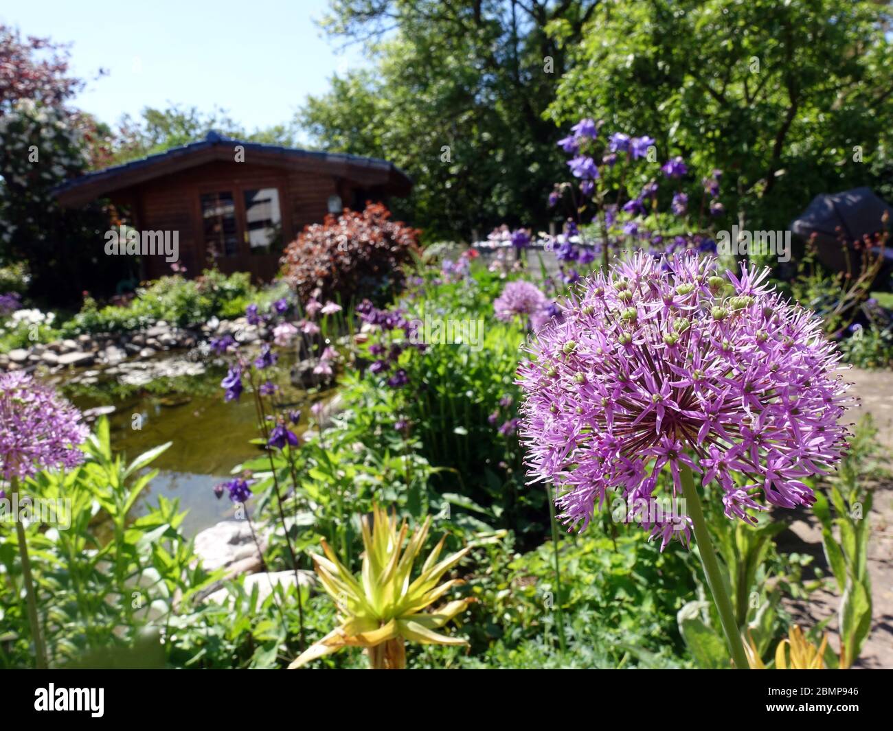 Blütenstand des RiesenLauch (Allium giganteum) am Gartenteich Stock
