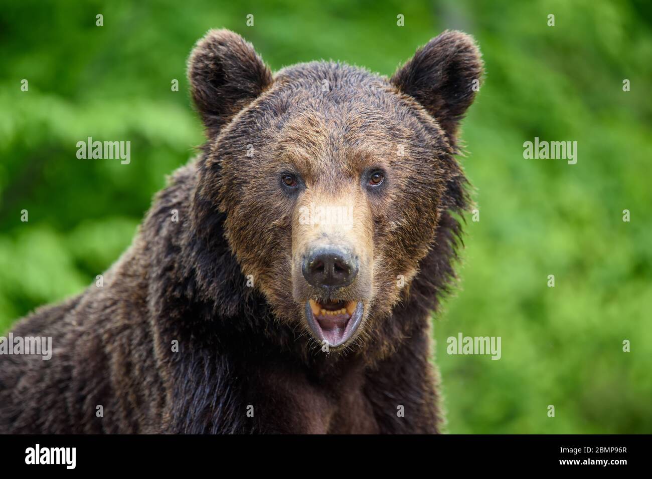 Close-up sleep brown bear portrait. Danger animal in nature habitat. Big mammal. Wildlife scene Stock Photo