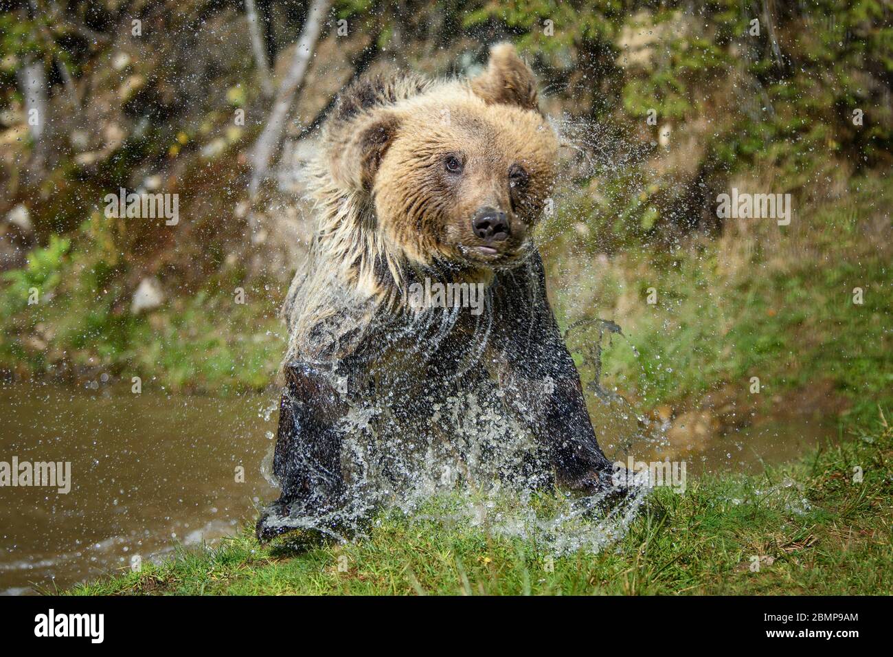 Bear in water, shakes off. Beautiful animal in forest lake. Dangerous animals in river. Wildlife scene with Ursus arctos Stock Photo