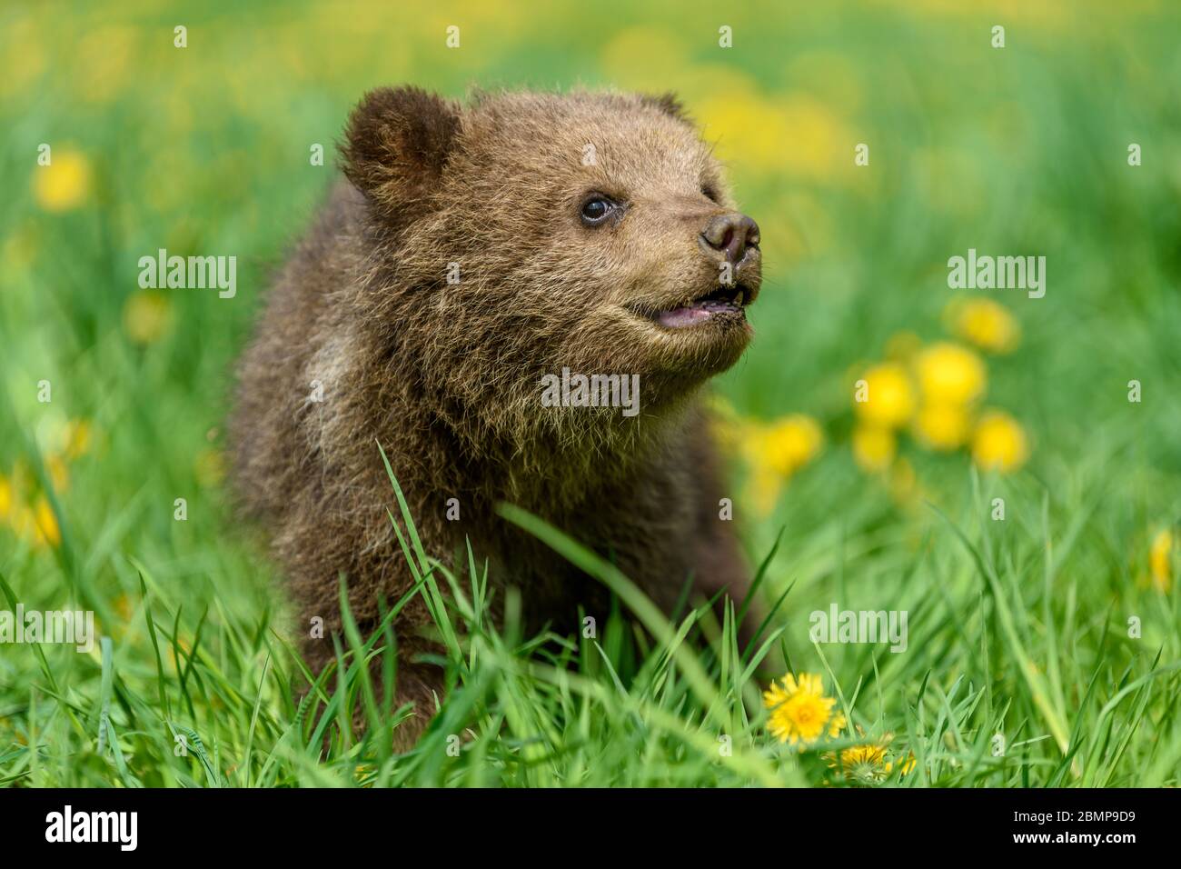 Bear cub in spring grass. Dangerous small animal in nature meadow with