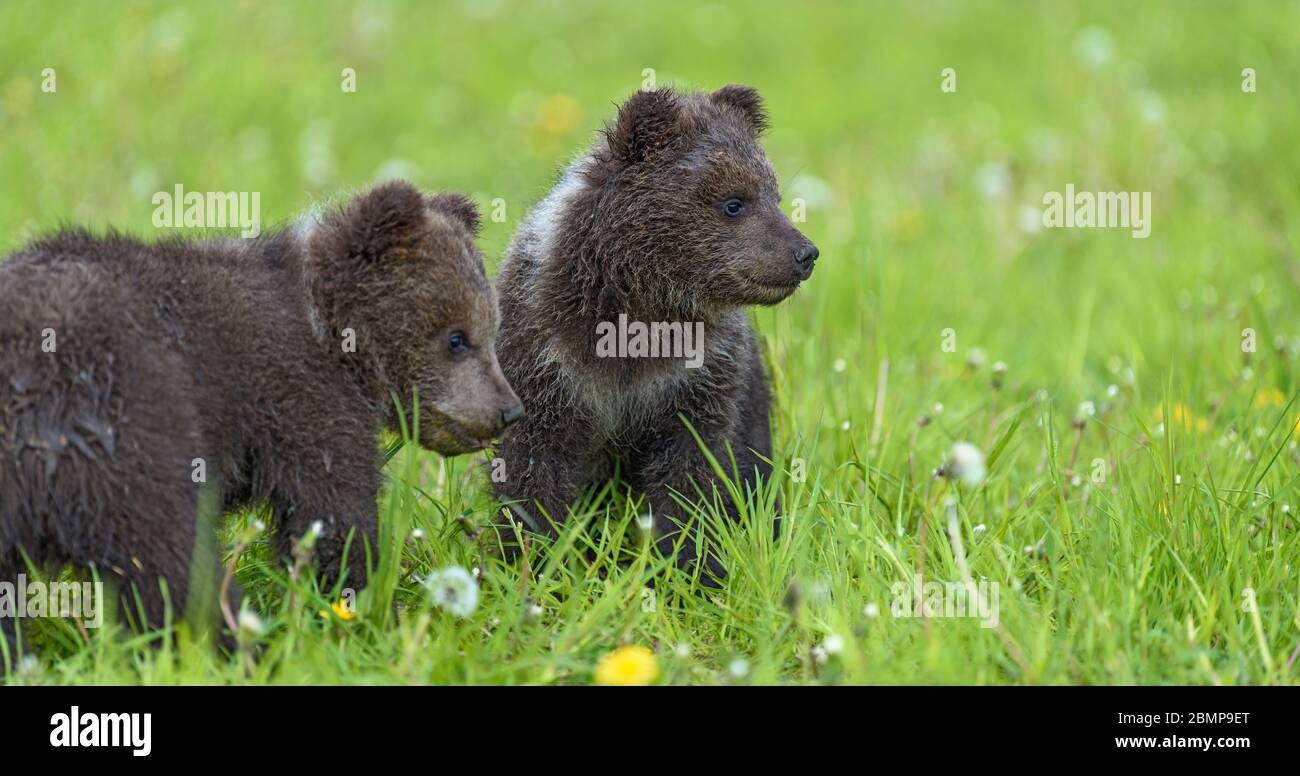 Bear cub in spring grass. Dangerous small animal in nature meadow