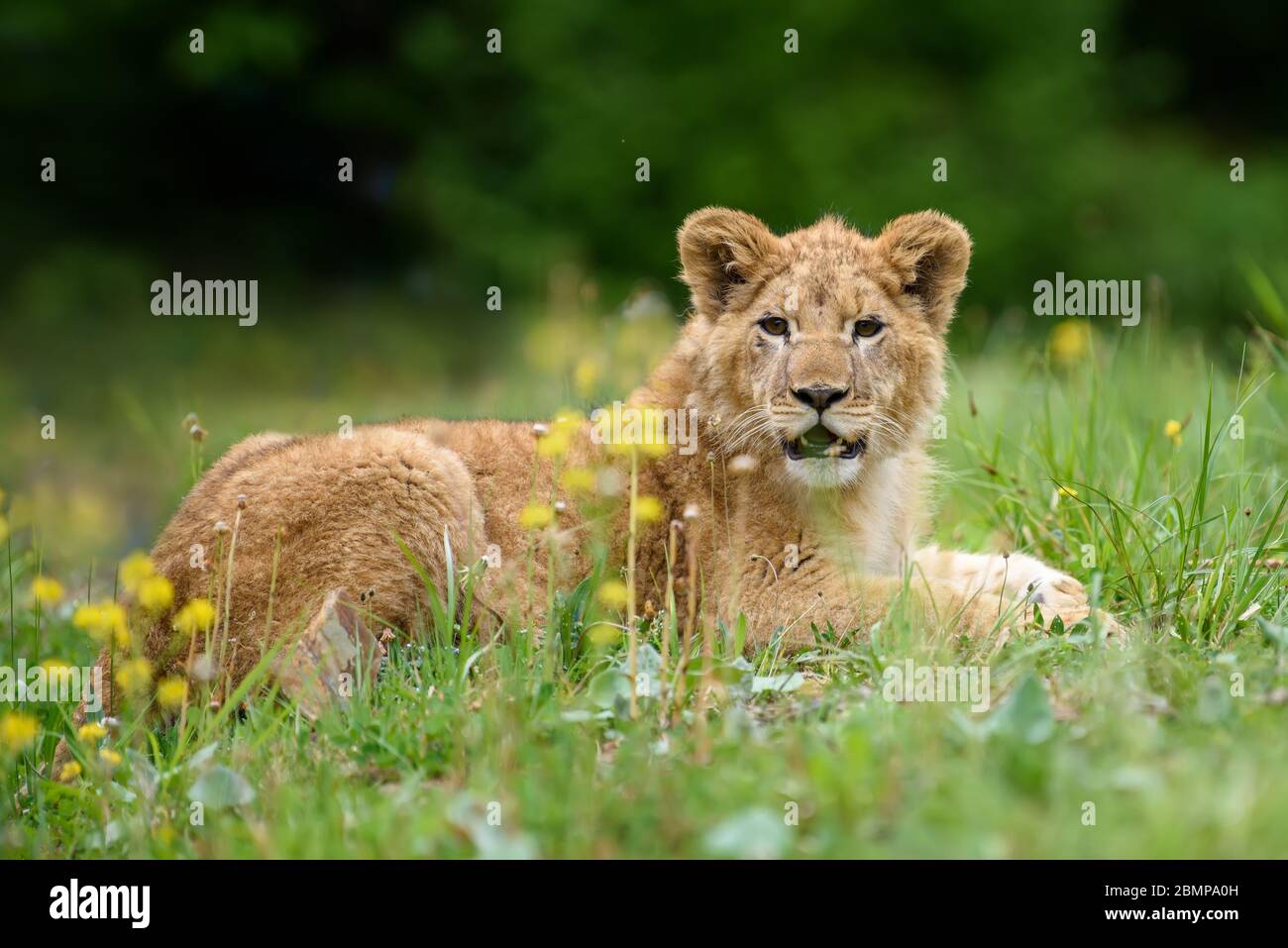 Lion cub in grass. Animal wild predators in natural environment. Wildlife scene from nature Stock Photo