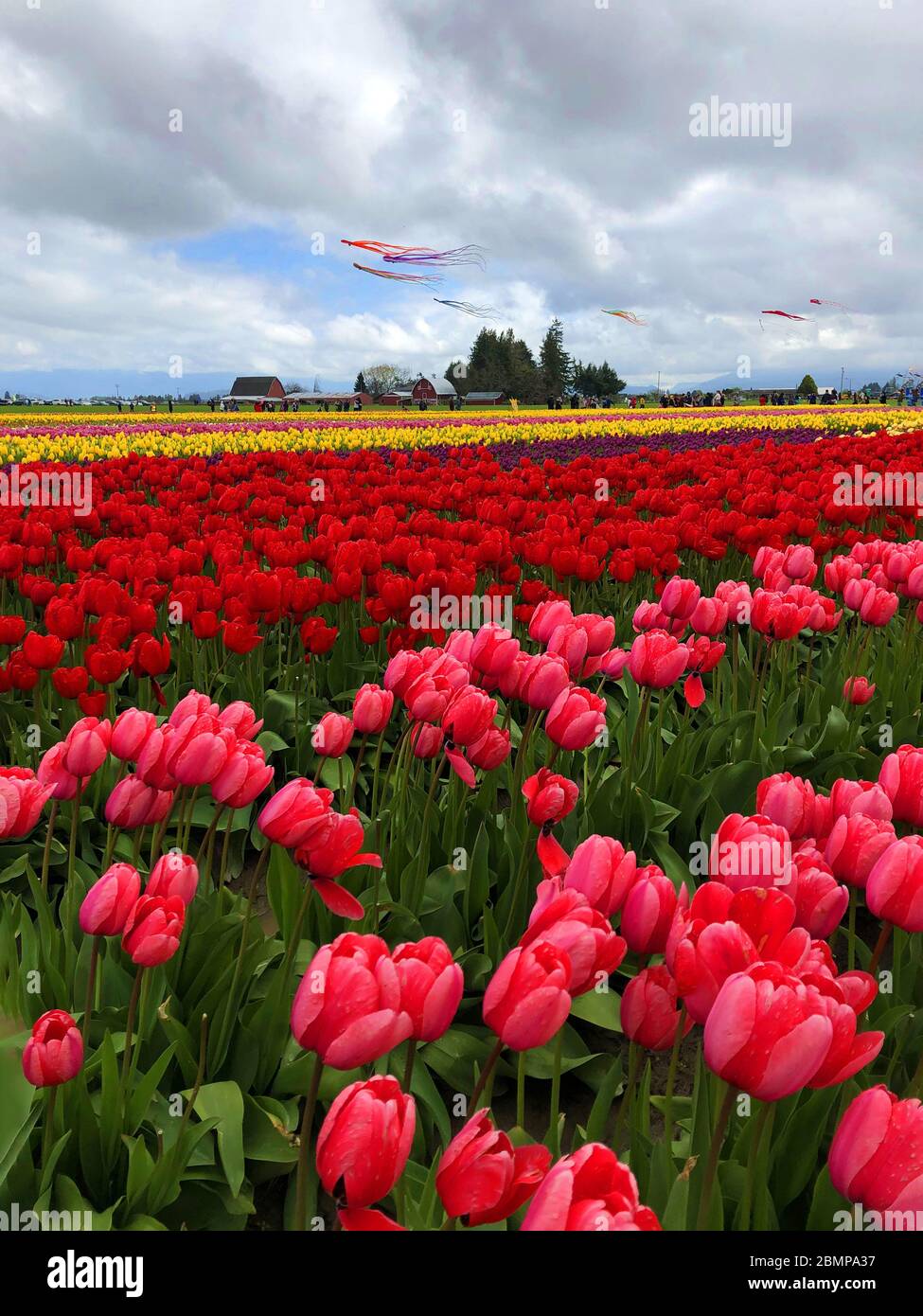Magic tulip fields in Washington state Stock Photo Alamy