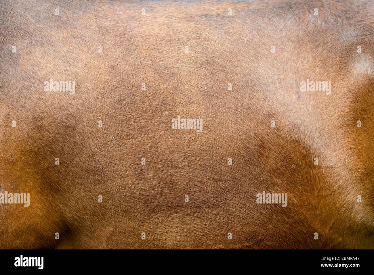 Close-up of textured pelt from a young brown horse Stock Photo