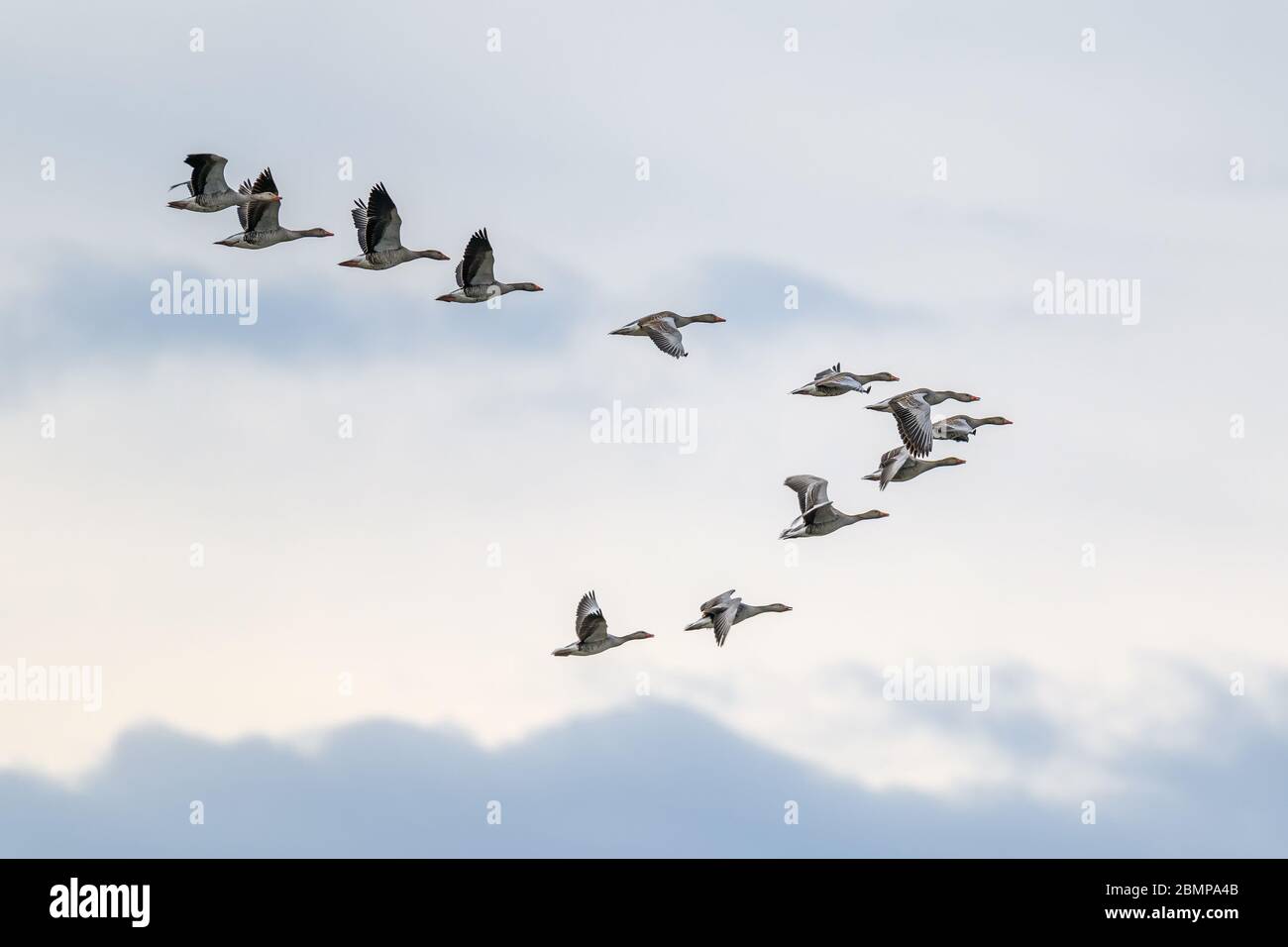 Flock of migrating greylag geese flying in V-formation Stock Photo - Alamy