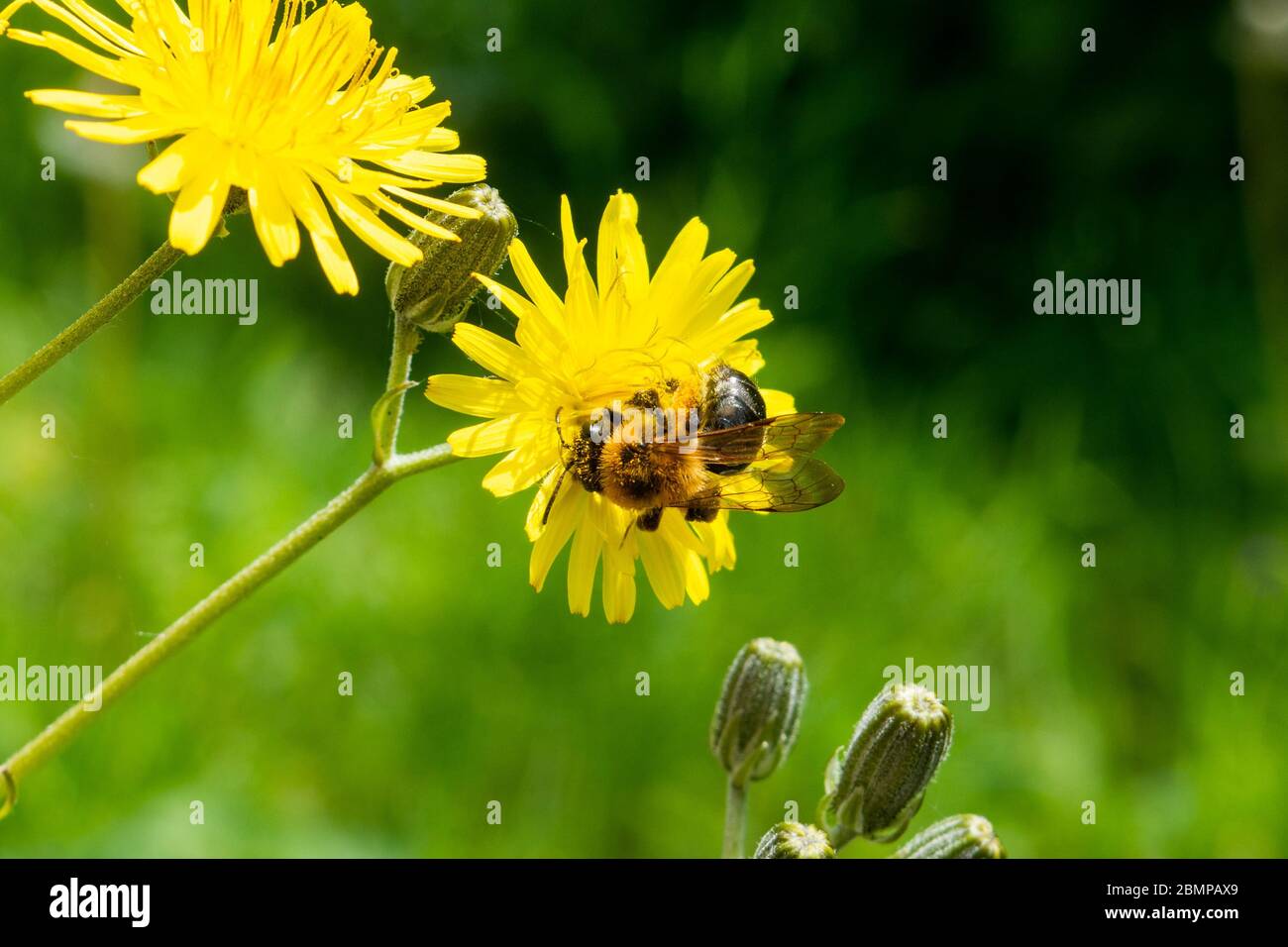A mining bee andrena sp feeding and gathering pollen from a hawksbeard flower  crepis sp Stock Photo