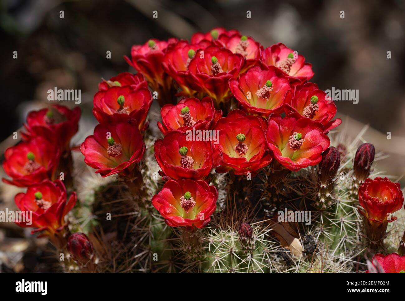 Bright Red Flowers Blooming from a Small Cactus Create a Natural Spring Bouquet Stock Photo