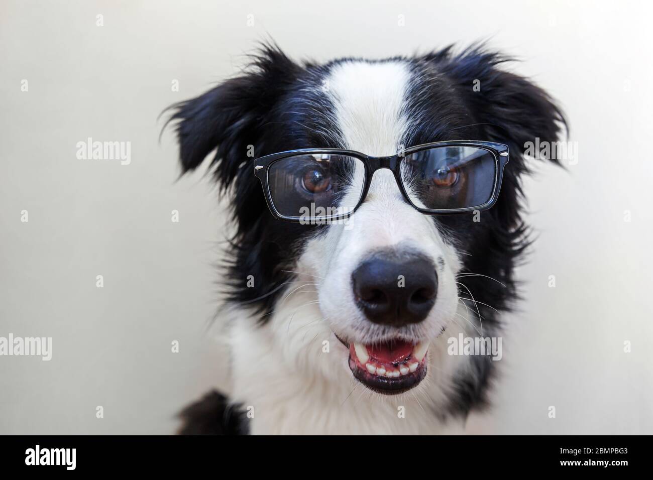Funny pets life sale