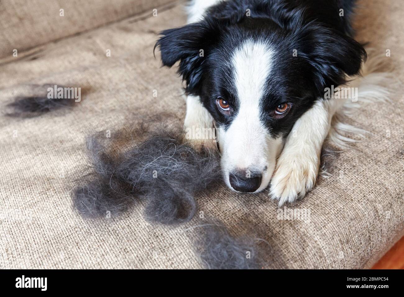Funny portrait of cute puppy dog border collie with fur in moulting lying down on couch. Furry