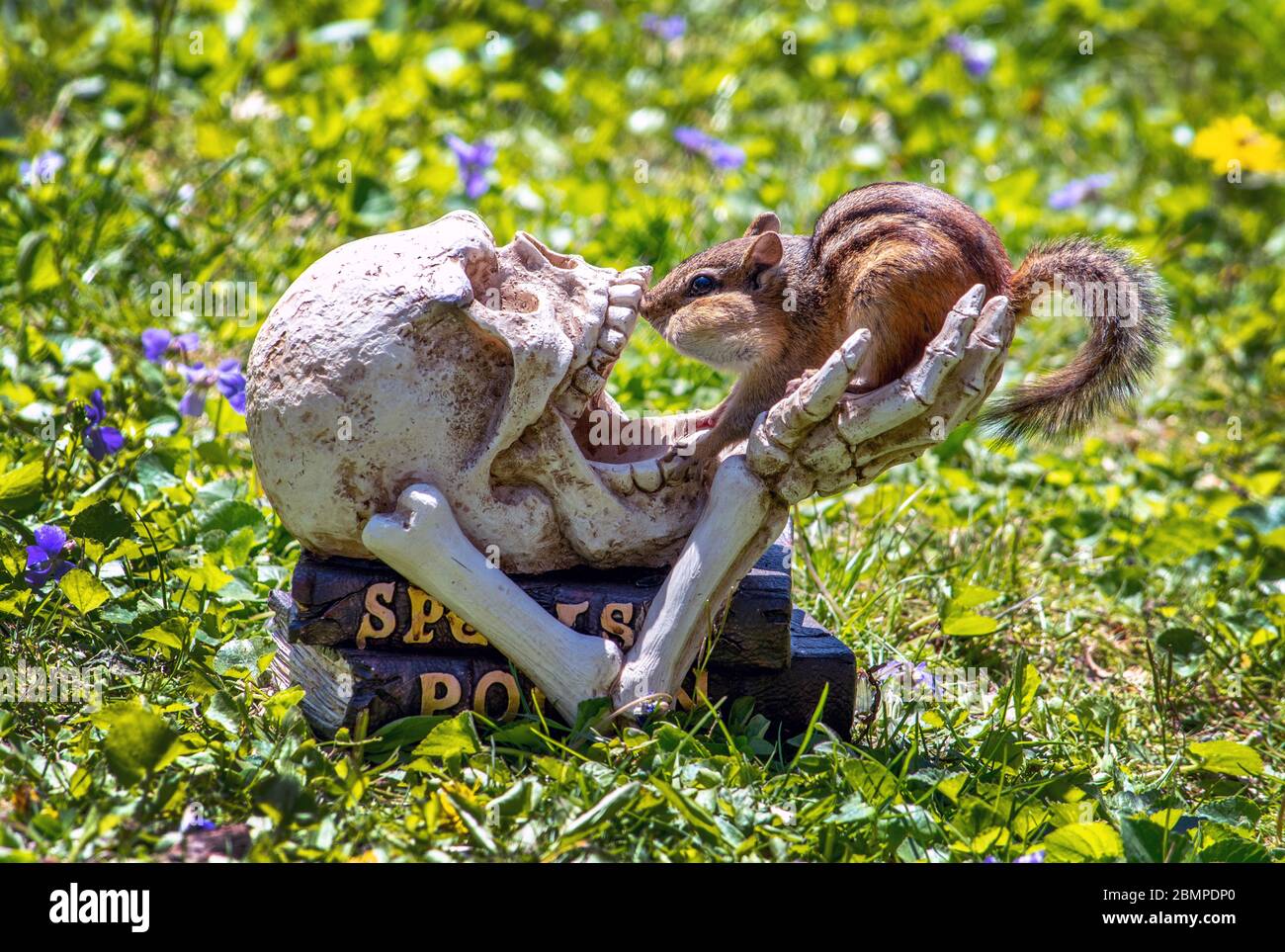 A curious chipmunk examines a funny skull and bone sculpture, but he