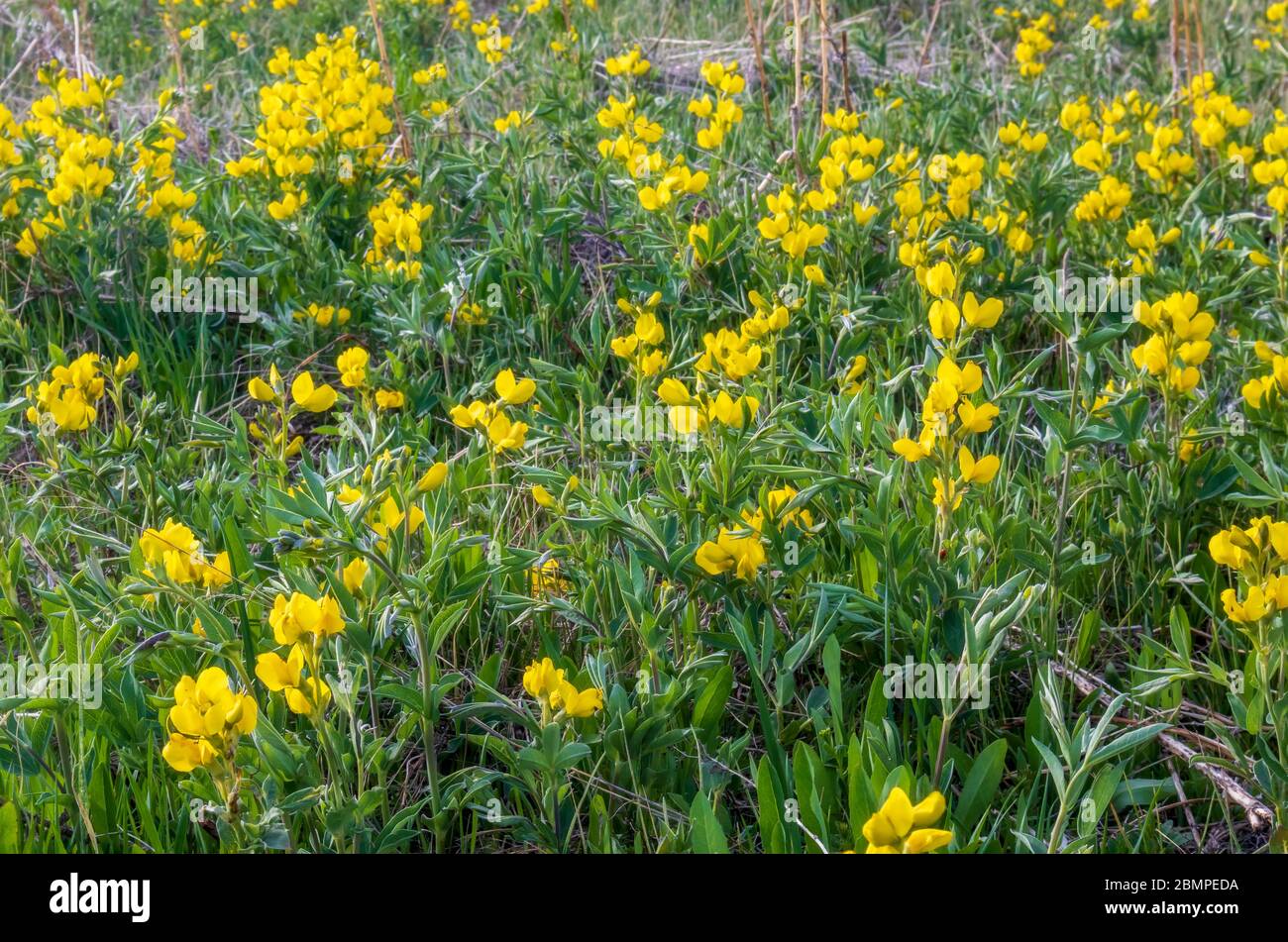 Greater Birdsfoot Trefoil, Lotus pedunculatus yellow flowers in South
