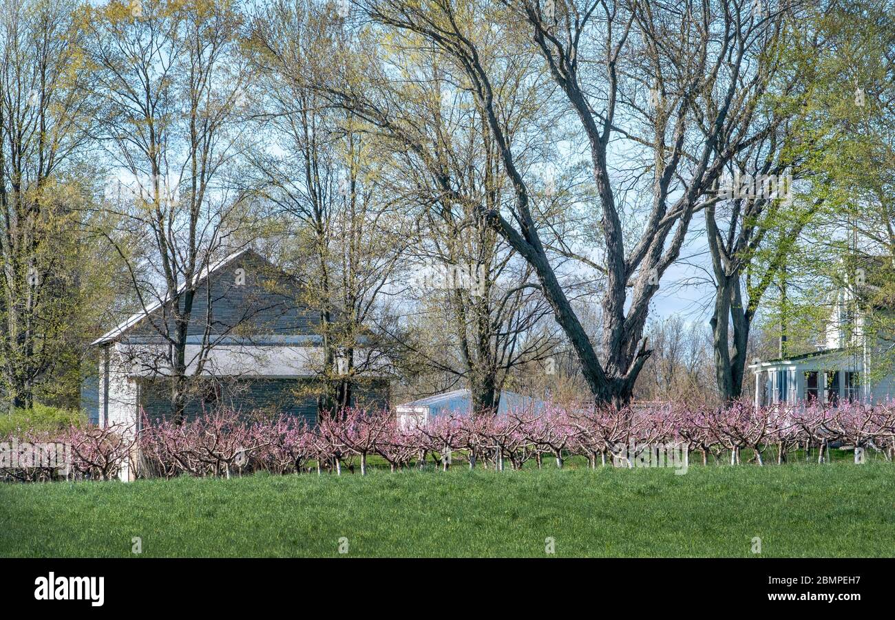 Peach blossom in orchard hi-res stock photography and images - Alamy