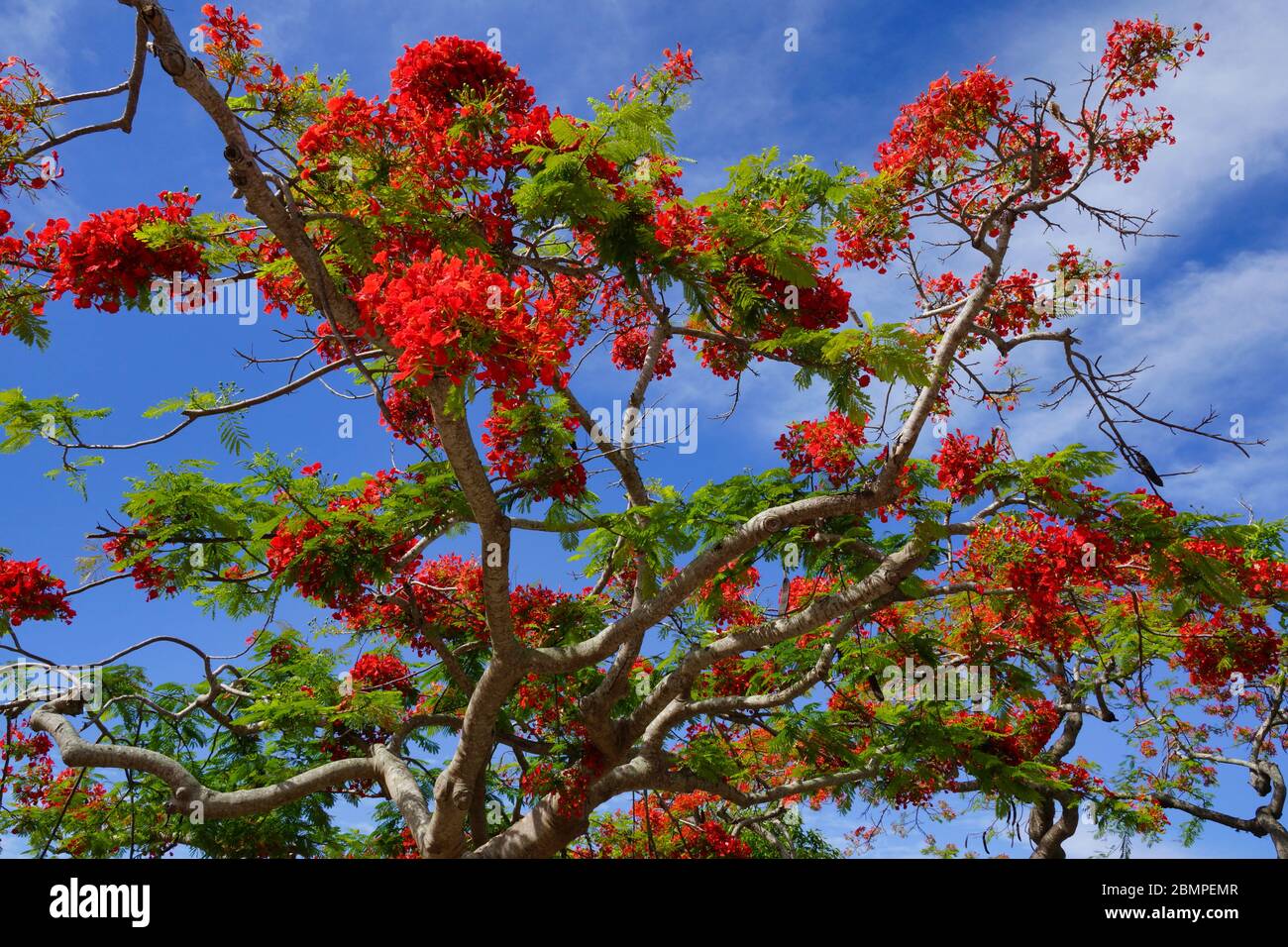 Royal poinciana tree hi-res stock photography and images - Alamy