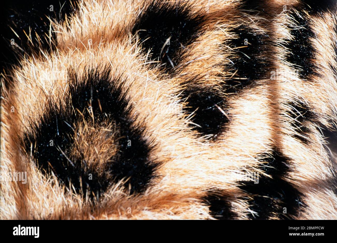 Leopard (Panthera pardus), close-up of fur with shadows of its cage on ...