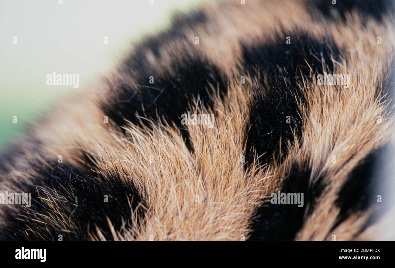 Leopard (Panthera pardus), close-up of fur Stock Photo - Alamy