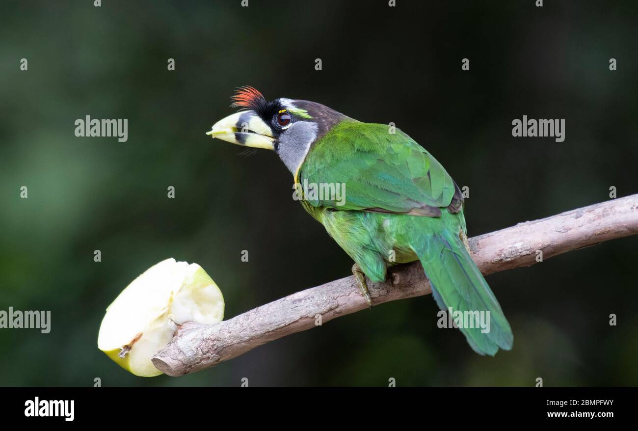 Fire-tufted Barbet (Psilopogon pyrolophus) on a perch in Malaysia Stock Photo