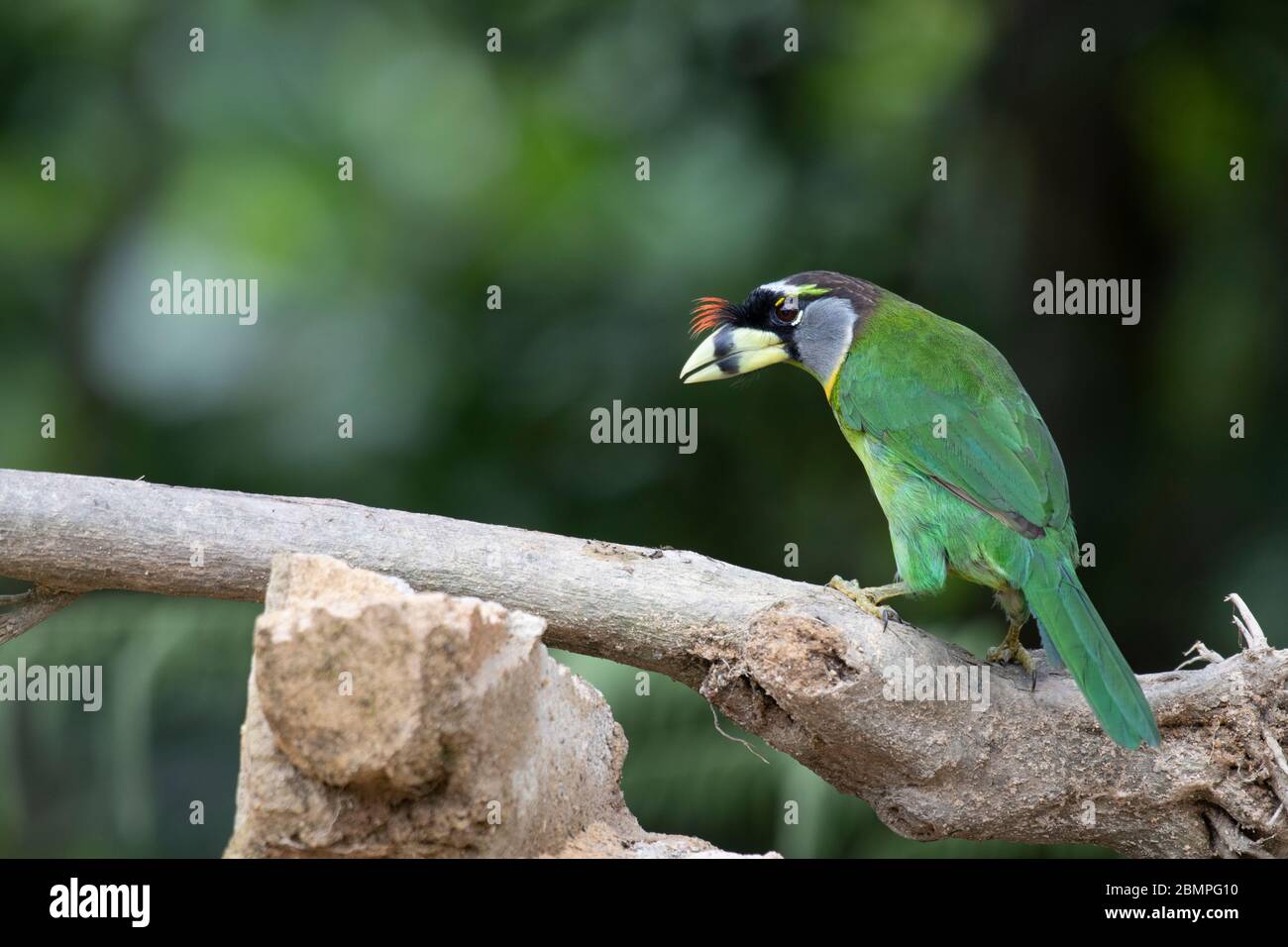 Fire-tufted Barbet (Psilopogon pyrolophus) on a perch in Malaysia Stock Photo