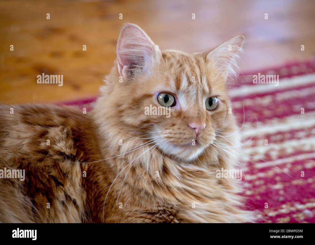 Orange tabby cat relaxes on a carpet at home by his people Stock Photo ...