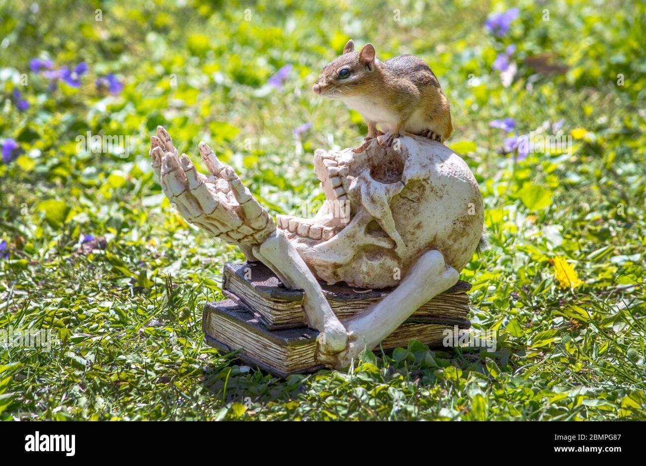 Chipmunk Skeleton High Resolution Stock Photography and Images - Alamy