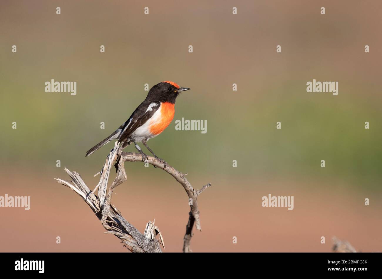 Red-capped Robin (Petroica goodenovii) on a branch in the Australian Outback Stock Photo