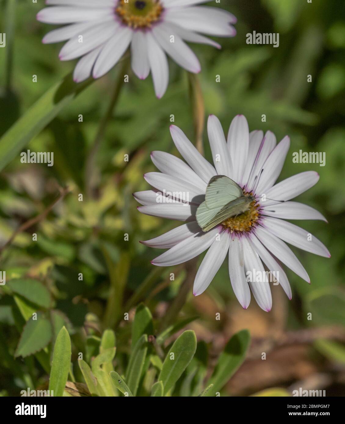 A Small White butterfly (UK) feeding on the nectar from an osteospermum flower. Stock Photo