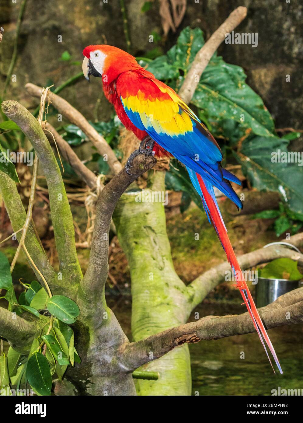 Scarlet Macaw in rainforest pyramid in Moody Gardens in Galveston, Texas. Stock Photo