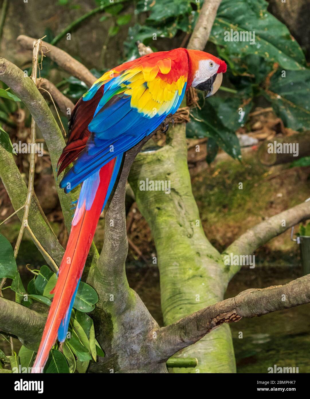 Scarlet Macaw in rainforest pyramid in Moody Gardens in Galveston, Texas. Stock Photo