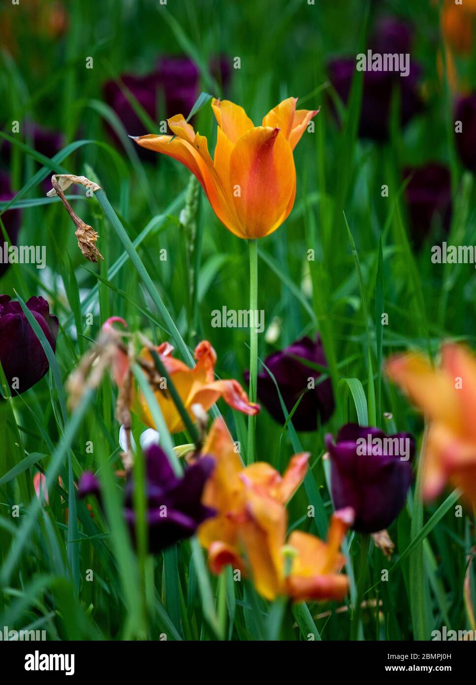 An orange tulip stands tall amoung long grass and other purple and orange tulips. Stock Photo