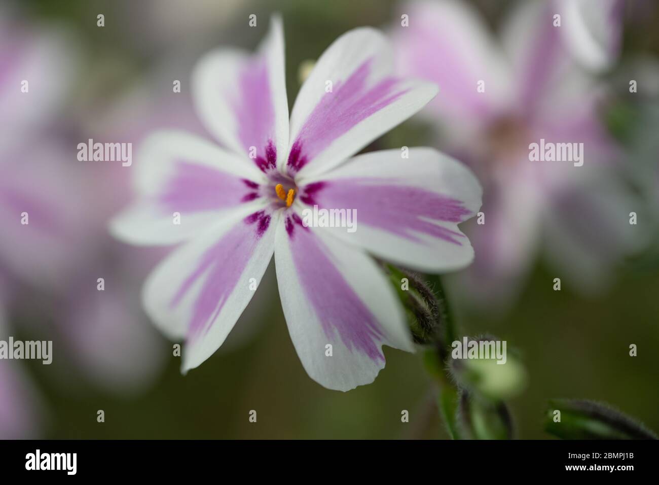 'Candy stripe' creeping Phlox (Phlox subulata) garden flower, close-up, macro. Stock Photo