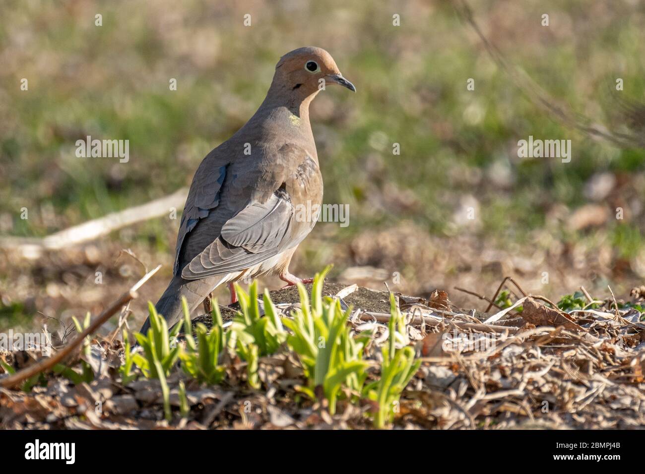 A mourning dove on the ground Stock Photo