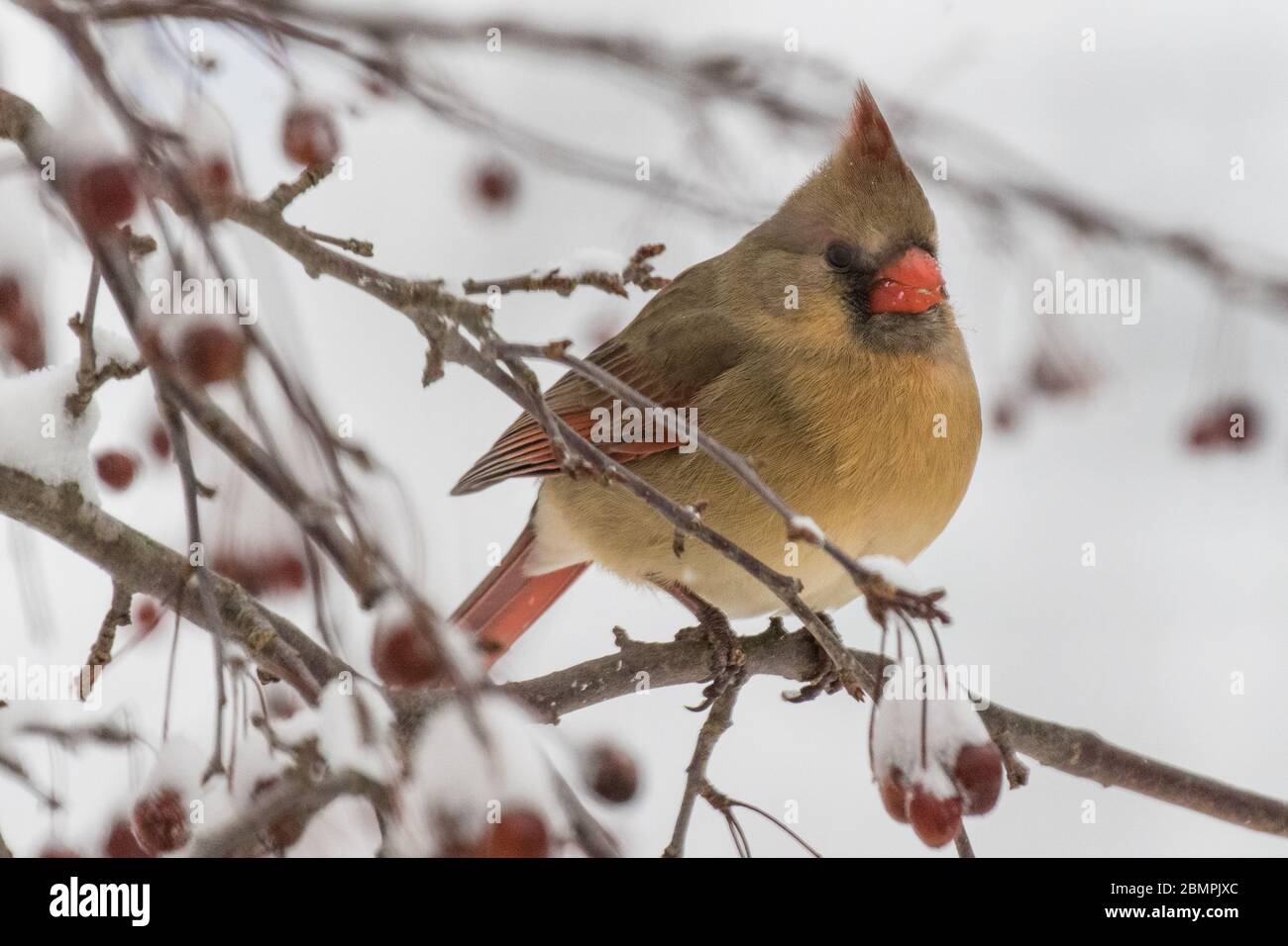 A female cardinal sits on a snow covered branch Stock Photo