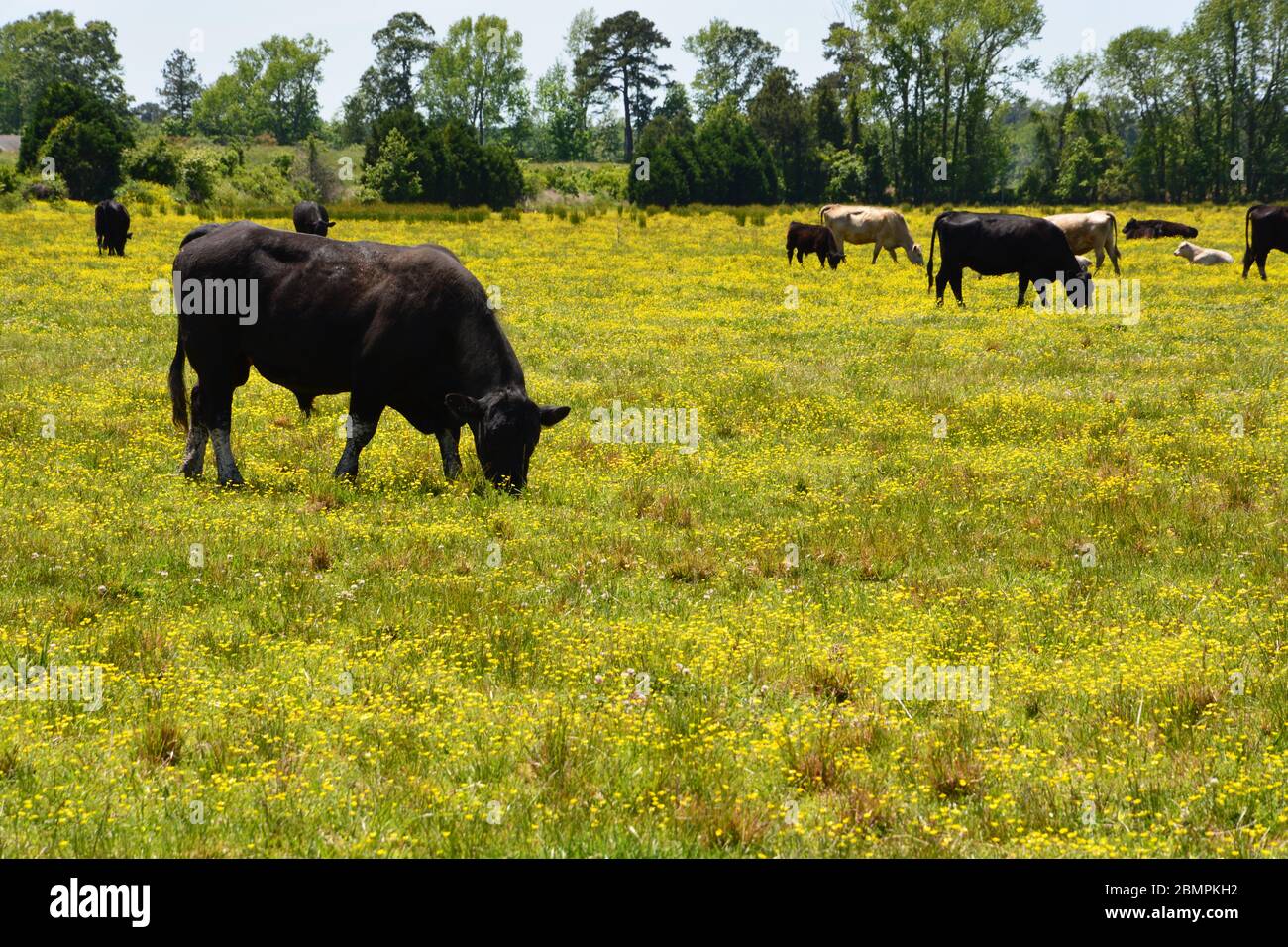 A herd of black cows graze a grassy field with yellow Buttercup flowers in rural Hertford North