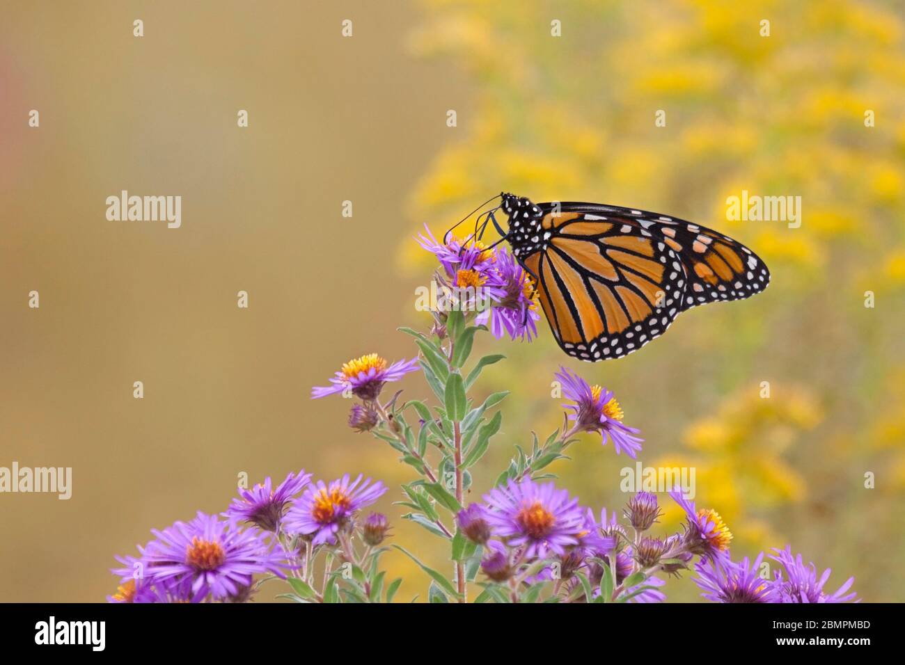 The orange wings of a monarch butterfly glow against the purple and yellow prairie wildflowers. Stock Photo