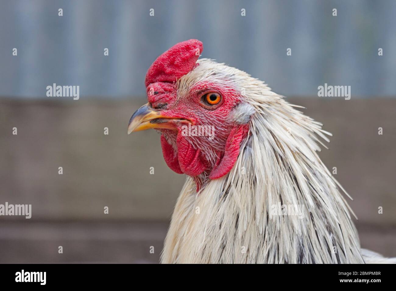 A portrait of a large white rooster with a glowing red comb. Stock Photo