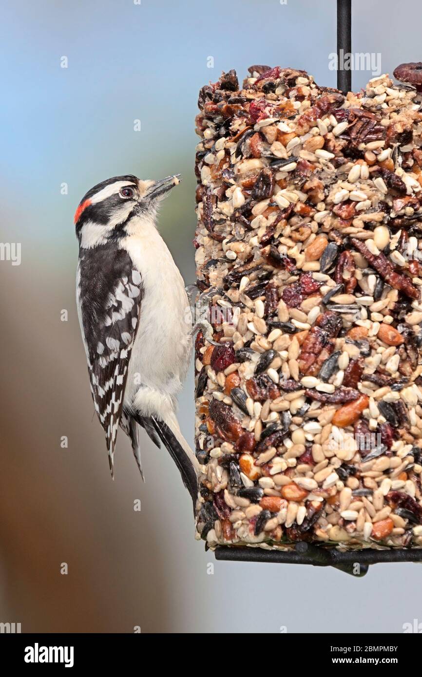 A downy woodpecker clutches onto a cylinder seed feeder pecking away at cranberries, safflower, peanuts,  and sunflower seeds. Stock Photo