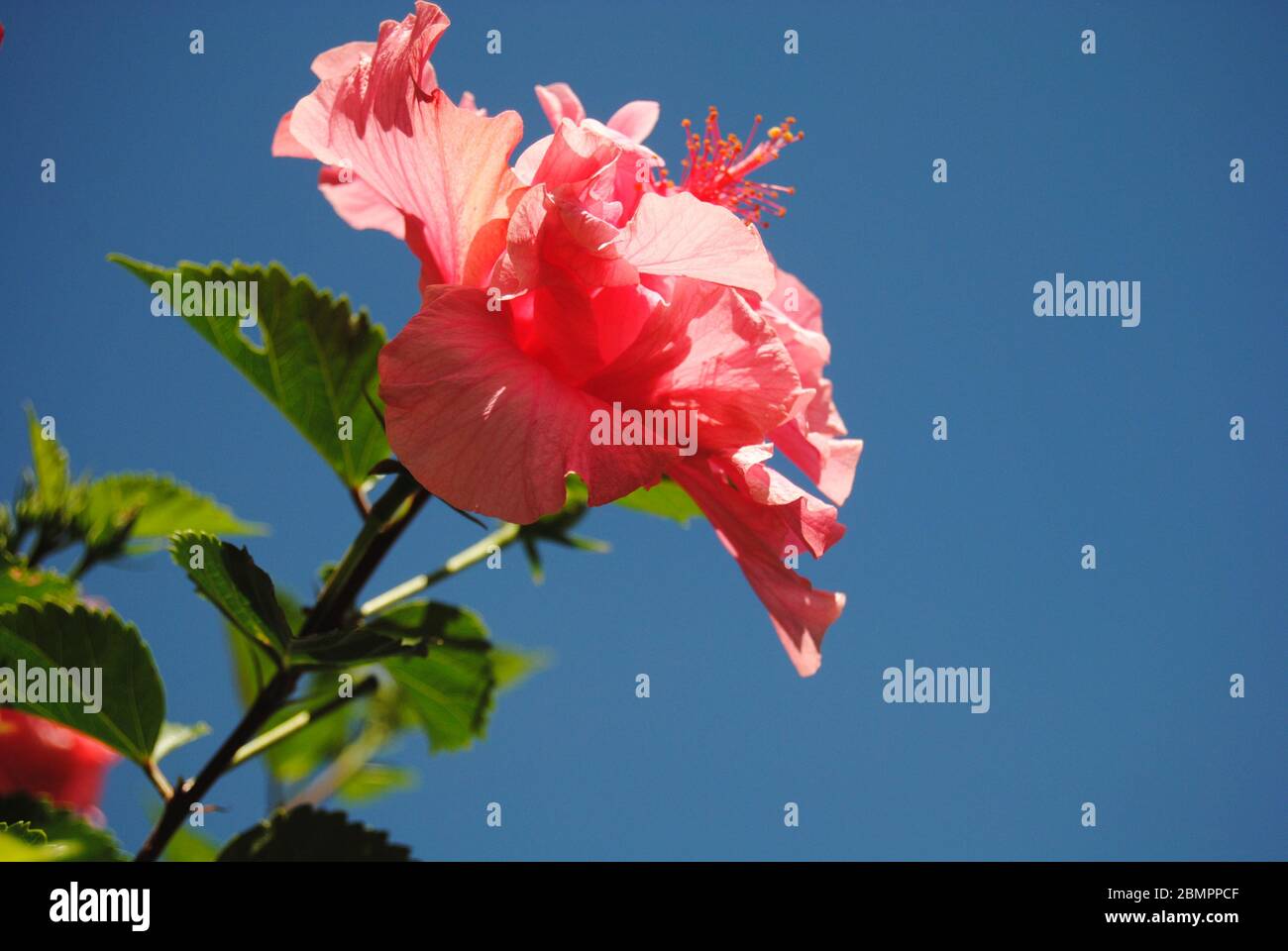 Beautiful Garden Rose flowers Stock Photo