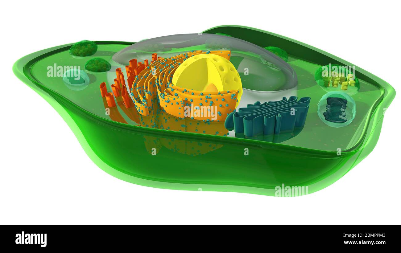 Computer illustration showing the internal structure of a plant cell. In addition to the chloroplast, the mitochondrion and the nucleus are cut through revealing their internal structures. Stock Photo