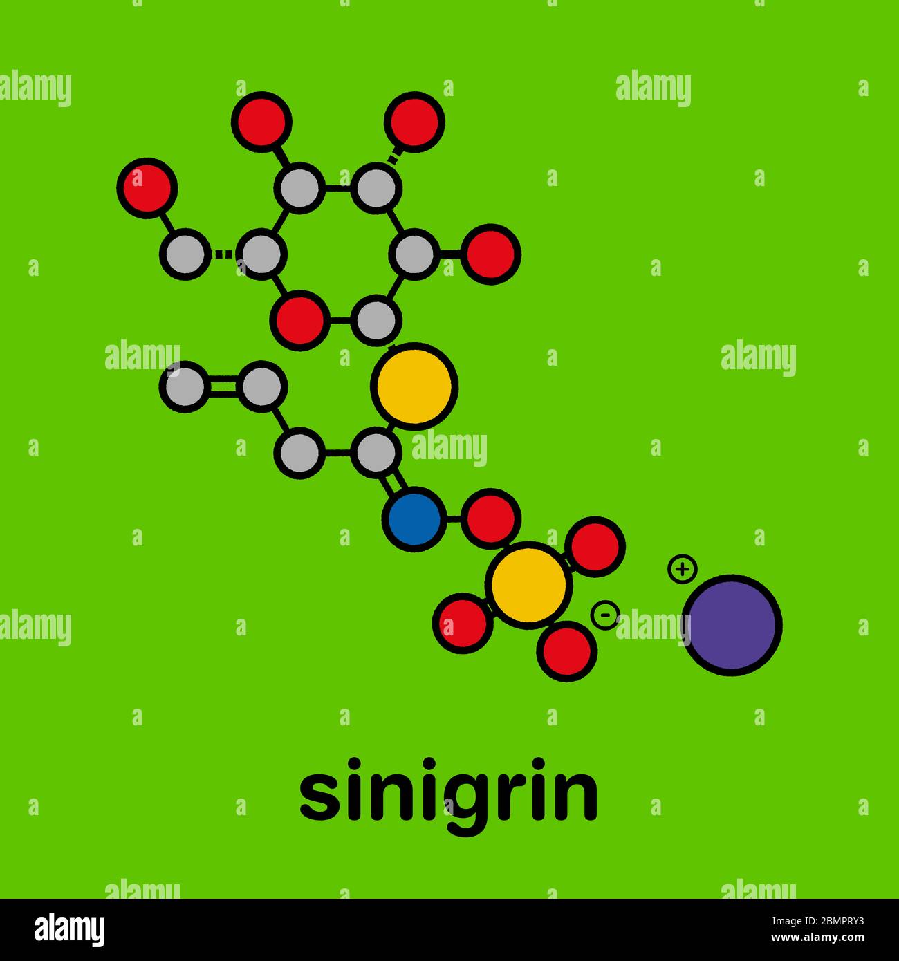 Sinigrin glucosinolate molecule. Present in some cruciferous vegetables (Brussels sprouts, broccoli, black mustard, etc). Stylized skeletal formula (chemical structure): Atoms are shown as color-coded circles: hydrogen (hidden), carbon (grey), oxygen (red), nitrogen (blue), sulfur (yellow). Stock Photo