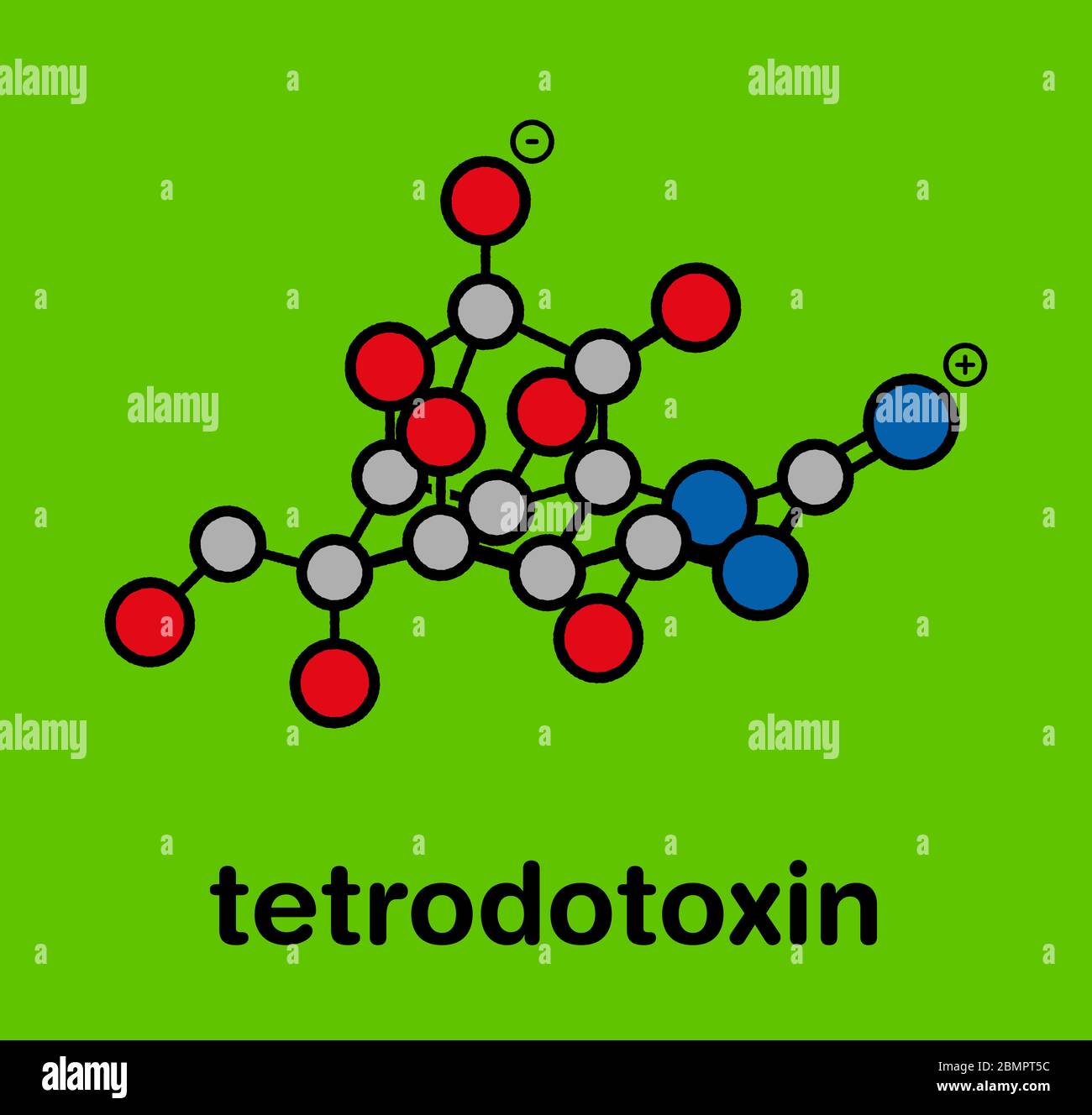 Tetrodotoxin (TTX) pufferfish neurotoxin molecule. Stylized skeletal formula (chemical structure): Atoms are shown as color-coded circles: hydrogen (hidden), carbon (grey), oxygen (red), nitrogen (blue). Stock Photo