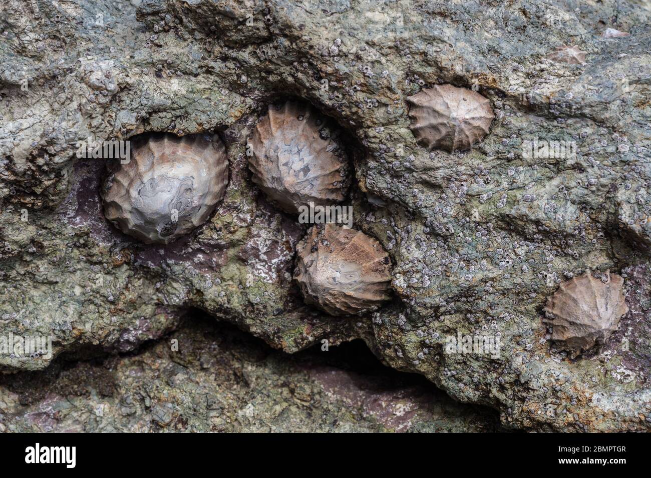 False limpets, Siphonaria gigas,  Siphonariidae, Manuel Antonio National Park, Costa Rica, Centroamerica Stock Photo